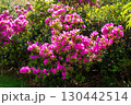 斜面に咲くツツジ 130442514