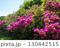 つつじ 130442515