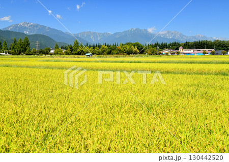 やしろ公園付近より蓮華岳～爺ヶ岳～鹿島槍ヶ岳～五竜岳方面を望む(長野県大町市)【2025.9】 130442520
