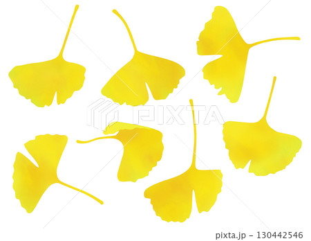 銀杏 水彩風 銀杏 水彩風 130442546