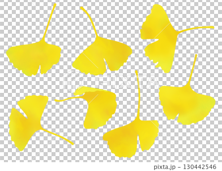 銀杏 水彩風 銀杏 水彩風 130442546