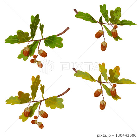 どんぐりの枝と葉っぱ イラストセット 130442600