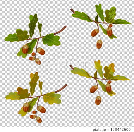 橡實枝和葉子插圖集 橡實枝和葉子插圖集 130442600
