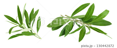 Olive green leaves isolated on white background. Top view. Flat lay. Olive green leaves isolated on white background. Top view. Flat lay. 130442872