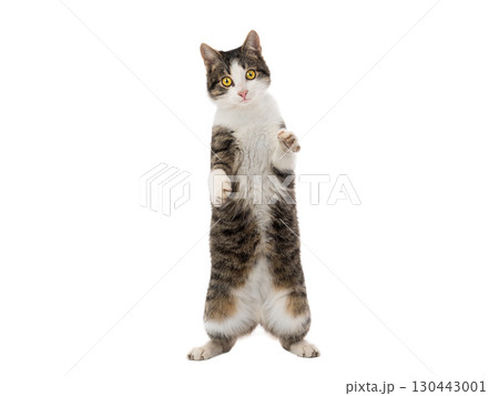 gray cat stands on its hind legs isolated on white background 130443001