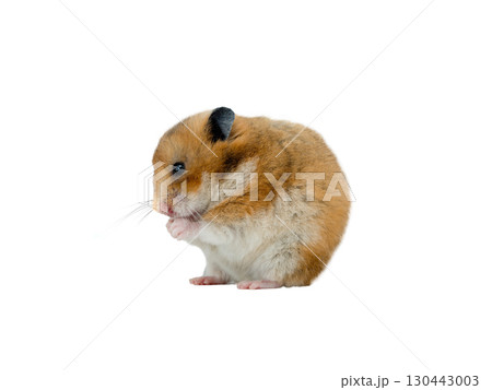 Syrian hamster isolated on white background Syrian hamster isolated on white background 130443003