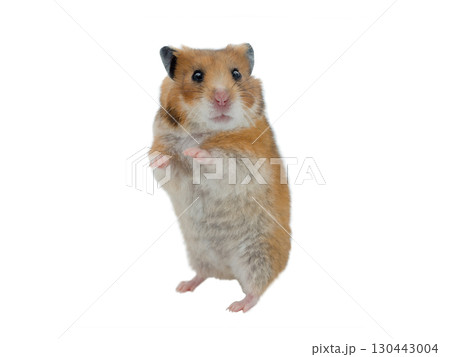 Syrian hamster isolated on white background 130443004