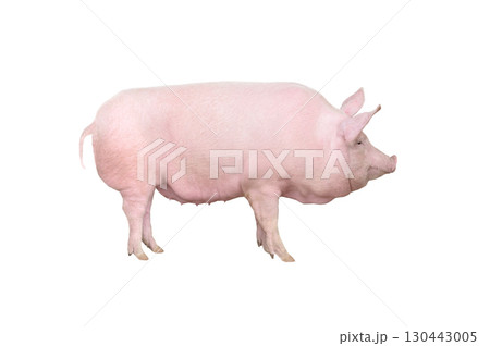 big pig isolated on white background 130443005