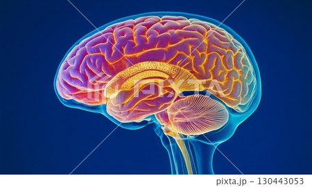 Vibrant illustration of a human brain. This artwork captures the complexity of neural connections. Explore the wonders of cerebral anatomy. Generative AI 130443053