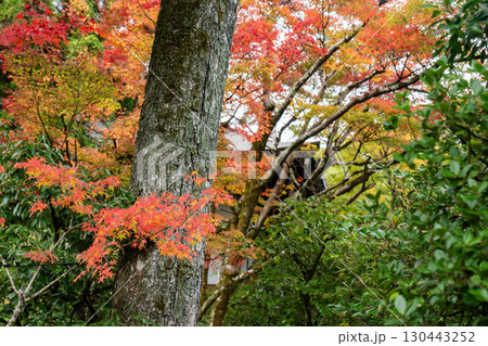 京都鷹峯　光悦寺の紅葉 130443252