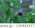 beautiful purple pea flower in the garden 130443357