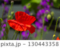 graceful red fragile poppies in the meadow, summer atmosphere on a poppy field 130443358