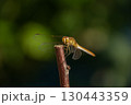 A beautiful fragile dragonfly looks into the camera and smiles, close-up 130443359