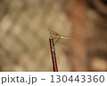 A beautiful fragile dragonfly looks into the camera and smiles, close-up 130443360