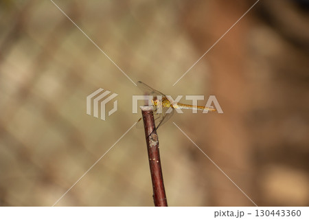 A beautiful fragile dragonfly looks into the camera and smiles, close-up A beautiful fragile dragonfly looks into the camera and smiles, close-up 130443360