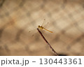 A beautiful fragile dragonfly sits on a branch in the rays of the sun, close-up 130443361