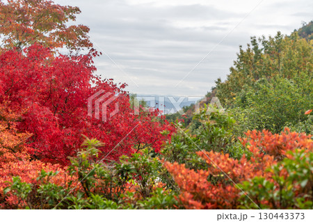 京都鷹峯　光悦寺の紅葉 130443373