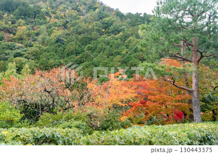 京都鷹峯　光悦寺の紅葉 130443375