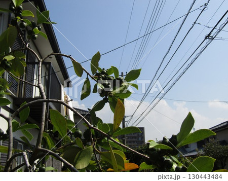 実を沢山着けた濃い緑色の未熟な金柑の実 実を沢山着けた濃い緑色の未熟な金柑の実 130443484