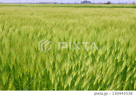 春の麦畑（富山県・射水市） 130443536