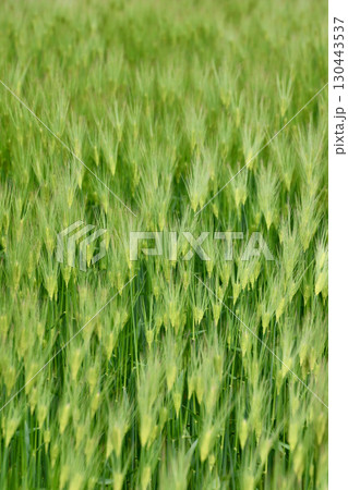 春の麦畑（富山県・射水市） 130443537