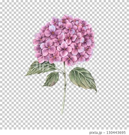 Beautiful hydrangea with lush raspberry inflorescence and green leaves. Watercolor botanical illustration. Suitable for greeting cards, wedding design, invitations, packaging and floristry. Beautiful hydrangea with lush raspberry inflorescence and green leaves. Watercolor botanical illustration. Suitable for greeting cards, wedding design, invitations, packaging and floristry. 130443695