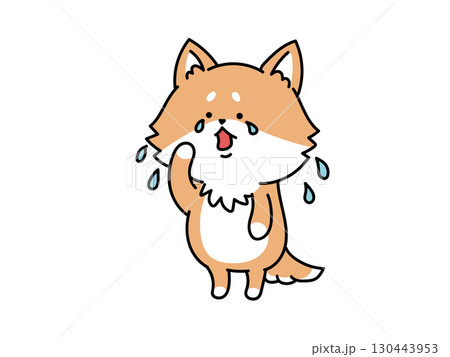 泣いている柴犬さん 130443953