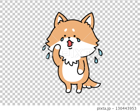 泣いている柴犬さん 130443953