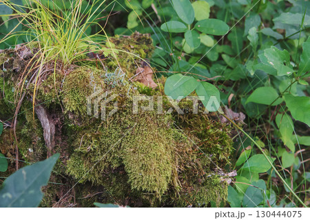 ハイゴケの間から輪になって生えたハナゴケ科の地衣類/長野県・八千穂高原・8月 ハイゴケの間から輪になって生えたハナゴケ科の地衣類/長野県・八千穂高原・8月 130444075