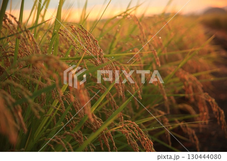朝日あたる稲穂 130444080
