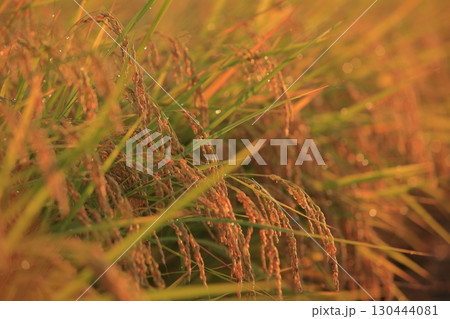 朝日あたる稲穂 130444081