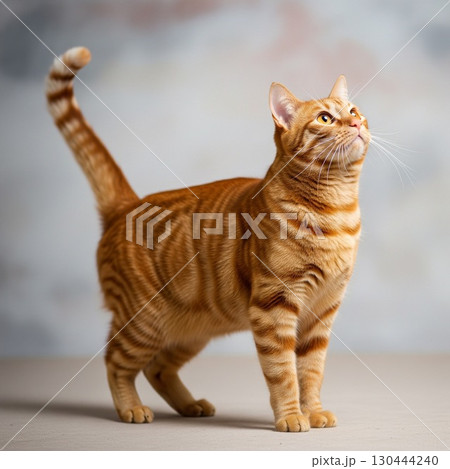 部屋の中で立つオレンジ色の縞模様のトラ猫　振り向き｜ペットと動物の写真素材 130444240