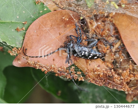 蜘蛛の巣に引っかかった落ち葉の上で、ゴマダラカミキリが死んでいました。アリがまとわりついています。 蜘蛛の巣に引っかかった落ち葉の上で、ゴマダラカミキリが死んでいました。アリがまとわりついています。 130444677