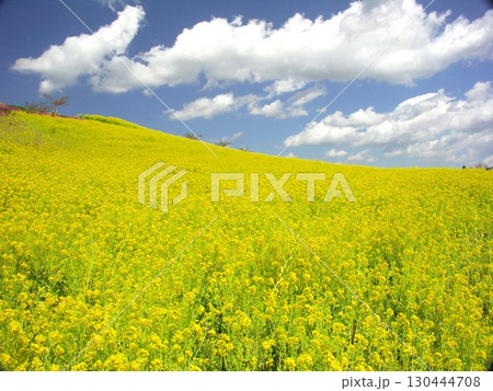 春の菜の花咲く丘陵風景 130444708