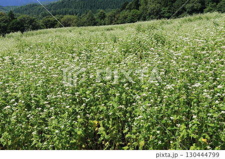 白い花が満開な、戸隠高原のそば畑と戸隠連峰 白い花が満開な、戸隠高原のそば畑と戸隠連峰 130444799