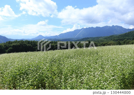 白い花が満開な、戸隠高原のそば畑と戸隠連峰 白い花が満開な、戸隠高原のそば畑と戸隠連峰 130444800
