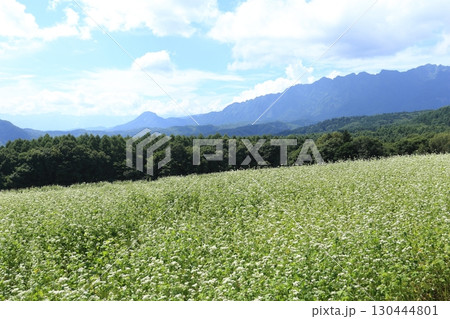 白い花が満開な、戸隠高原のそば畑と戸隠連峰 白い花が満開な、戸隠高原のそば畑と戸隠連峰 130444801
