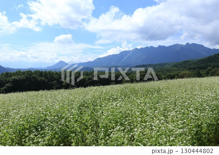 白い花が満開な、戸隠高原のそば畑と戸隠連峰 白い花が満開な、戸隠高原のそば畑と戸隠連峰 130444802