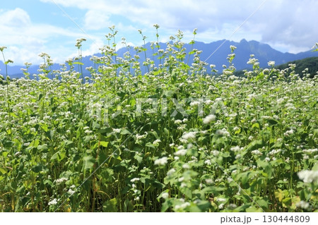 白い花が満開な、戸隠高原のそば畑と戸隠連峰 130444809