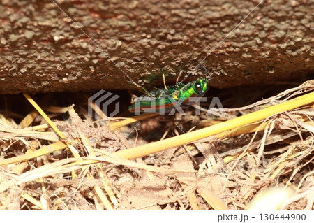 輝く夏の甲虫、タマムシ 輝く夏の甲虫、タマムシ 130444900