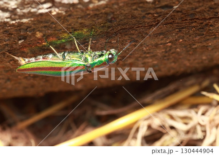 輝く夏の甲虫、タマムシ 輝く夏の甲虫、タマムシ 130444904