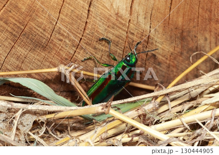 輝く夏の甲虫、タマムシ 130444905