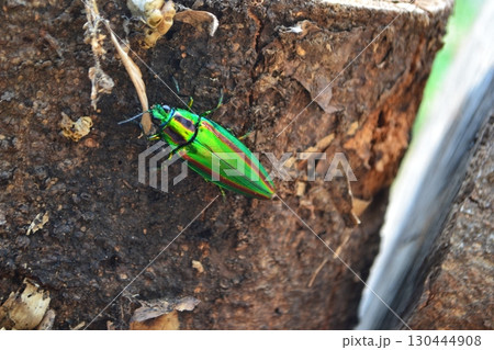 輝く夏の甲虫、タマムシ 輝く夏の甲虫、タマムシ 130444908