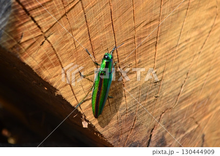 輝く夏の甲虫、タマムシ 輝く夏の甲虫、タマムシ 130444909