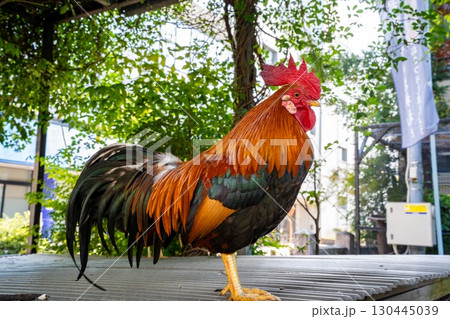高知大神宮の鶏(高知市) 高知大神宮の鶏(高知市) 130445039