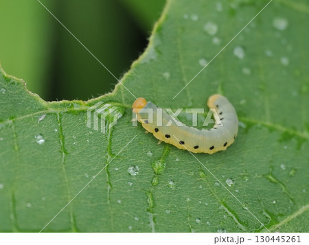 水滴がついた葉っぱの上にハバチの幼虫がいました 130445261