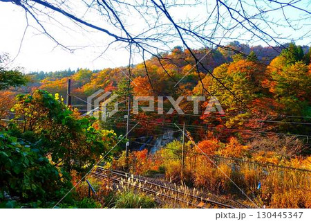 面白山紅葉川渓谷 紅葉 黄葉 藤花の滝 面白山紅葉川渓谷 紅葉 黄葉 藤花の滝 130445347