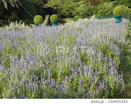 紫色の花はブルーサルビアの花 130445382