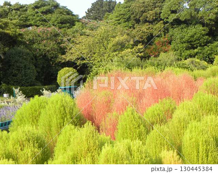 紅葉が見られるようになった花の美術館のコキア 130445384