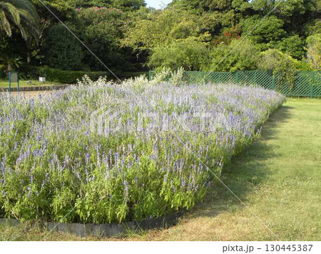 紫色の花はブルーサルビアの花 130445387